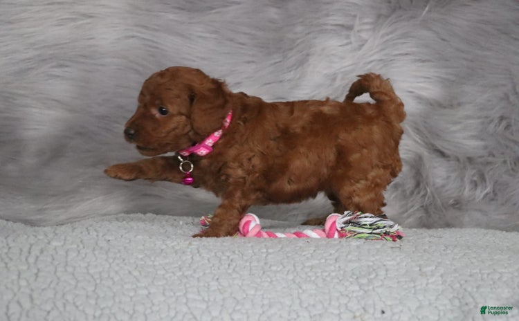 Mini Goldendoodle dogs for sale - Ad 4