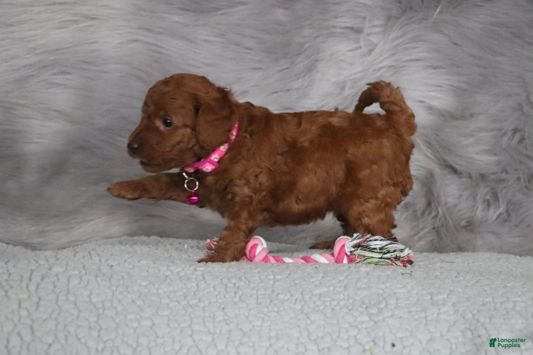 Mini Goldendoodle dogs for sale: Cinnamon 🌷 Micromini - Image 1