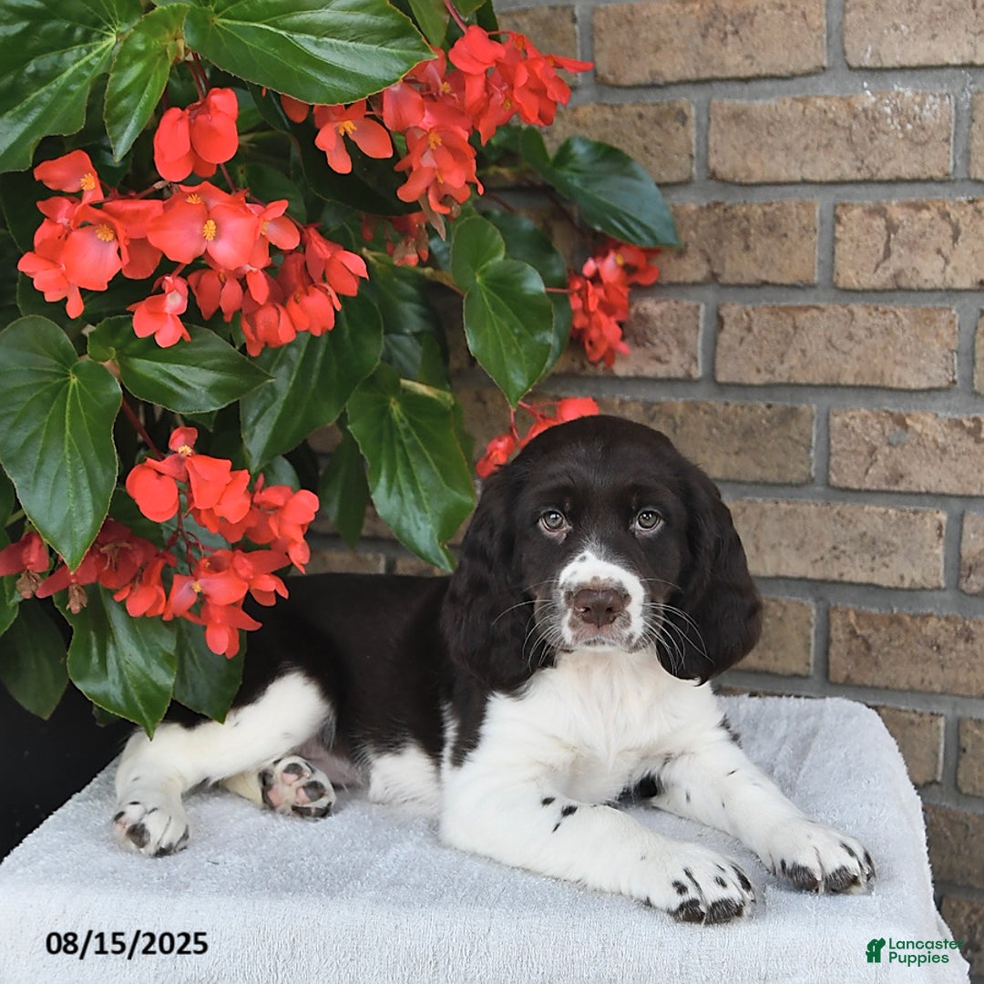 English Springer Spaniel dogs for sale: Captian - Image 5
