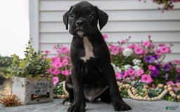 Boxer dogs for sale: Shadow - Image 3