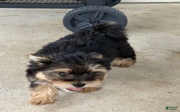 Pomeranian dogs for sale: Kobe - Image 1