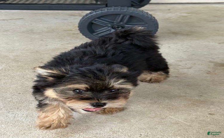 Pomeranian dogs for sale - Ad 4