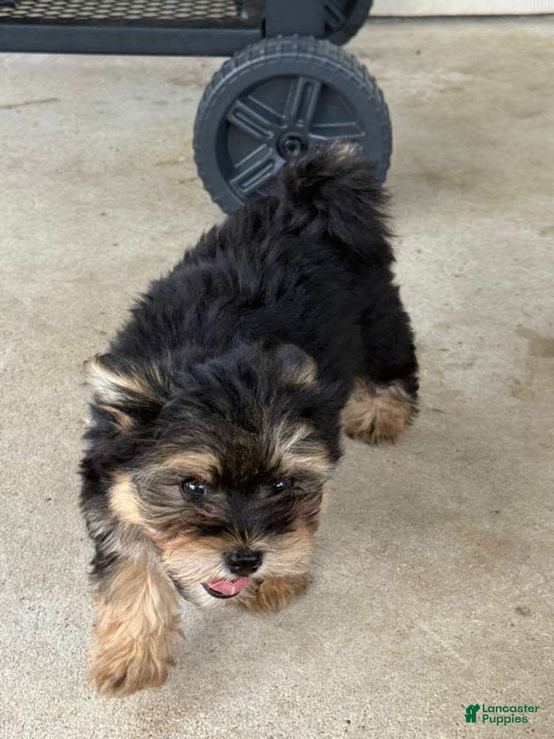 Pomeranian dogs for sale: Kobe - Image 1