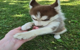 Siberian Husky dogs for sale: Berry - Image 1
