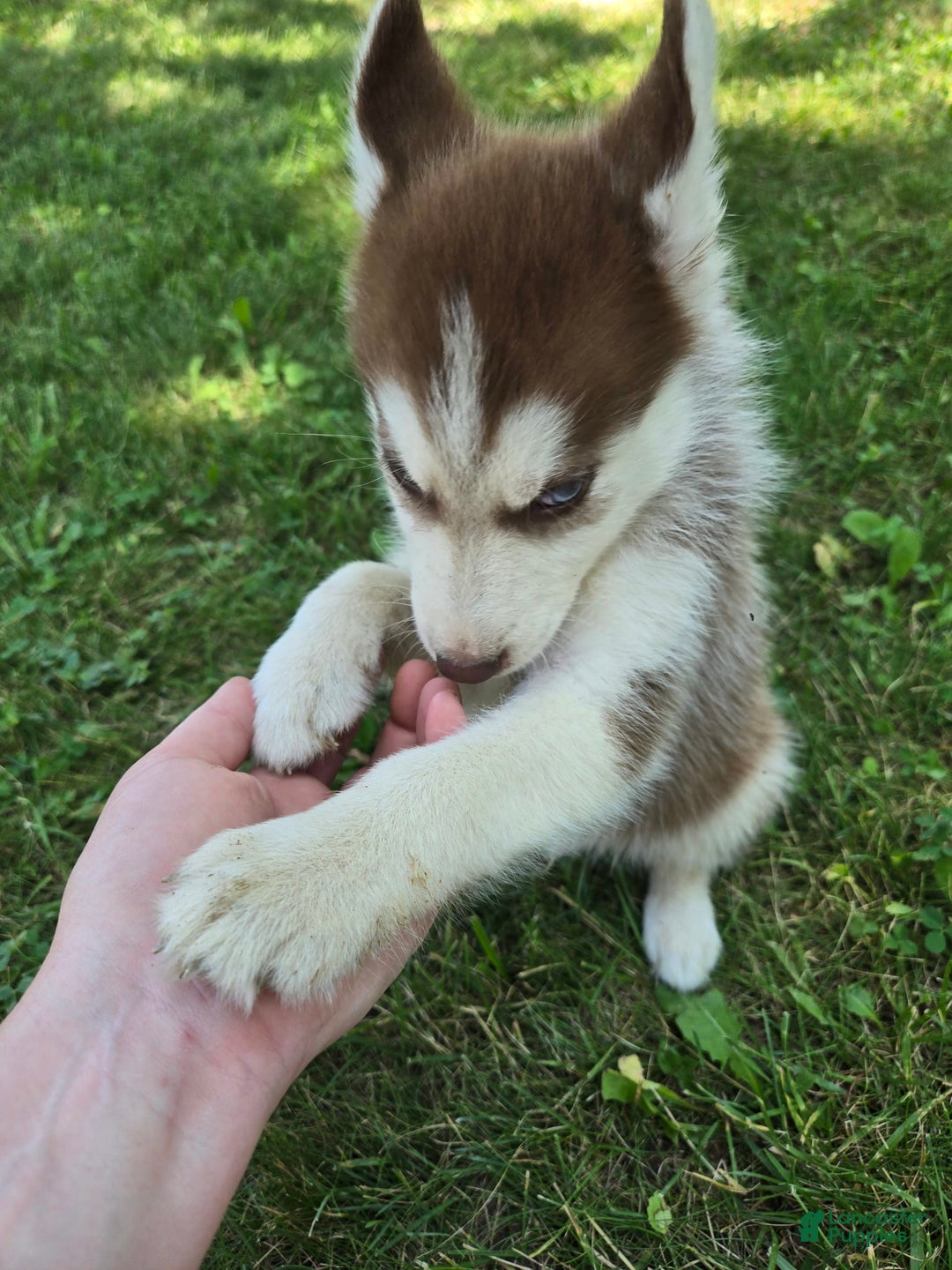 Siberian Husky dogs for sale: Berry - Image 1