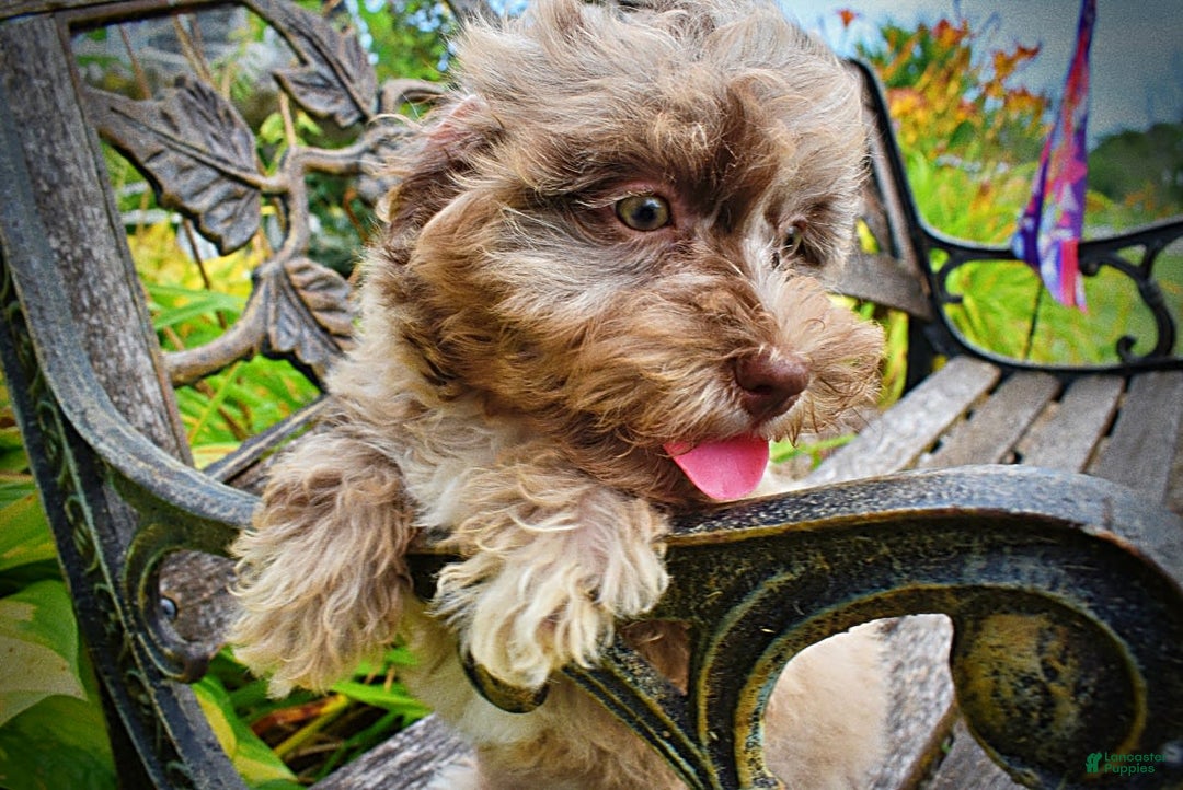 Havapoo dogs for sale: Darling - Image 2