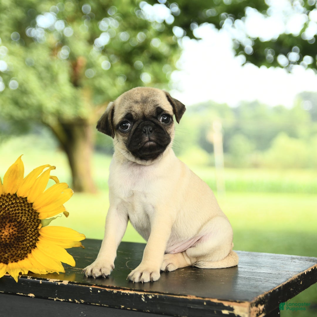 Pug dogs for sale: Rosie - Image 2