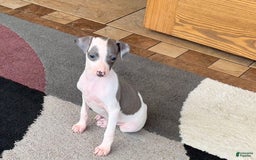 Italian Greyhound dogs for sale: Tina - Image 11