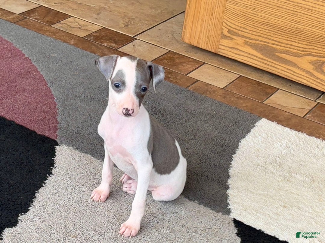 Italian Greyhound dogs for sale: Tina - Image 11