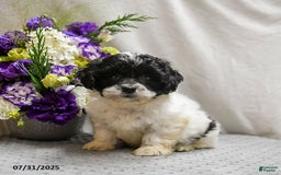 Teddy Bear dogs for sale: Wonton - Image 1