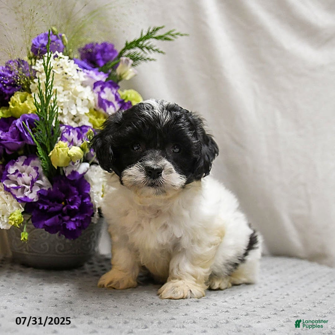 Teddy Bear dogs for sale: Wonton - Image 1