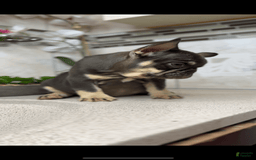 French Bulldog dogs for sale: Female Frenchies - Image 3
