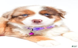 Miniature Australian Shepherd dogs for sale: Jane - Image 6