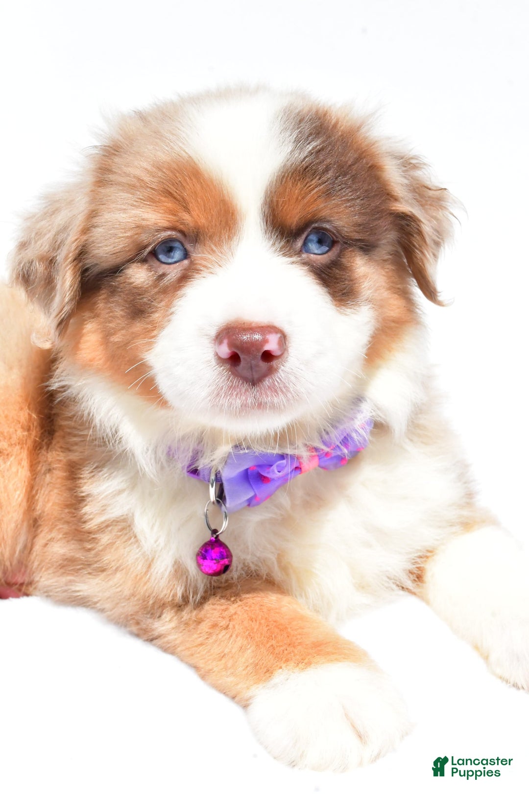 Miniature Australian Shepherd dogs for sale: Jane - Image 6