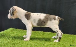 Catahoula Leopard Dog dogs for sale: Diamond 2025 F3 - Image 24