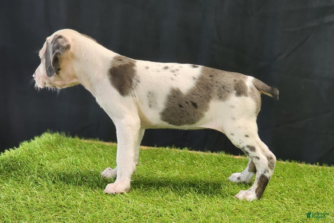 Catahoula Leopard Dog dogs for sale: Diamond 2025 F3 - Image 24