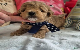 Maltipoo dogs for sale: Sasha - Image 1