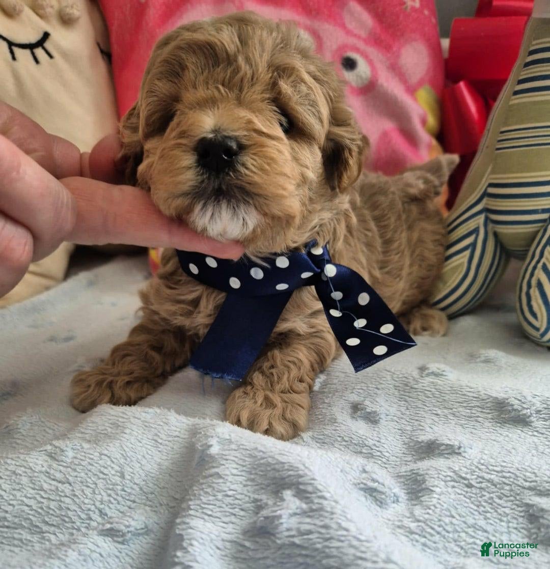 Maltipoo dogs for sale: Sasha - Image 1