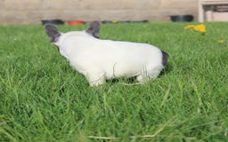 French Bulldog dogs for sale: Stiles - Image 10