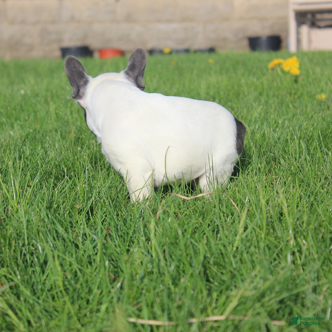 French Bulldog dogs for sale: Stiles - Image 10