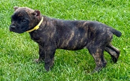 Cane Corso dogs for sale: Bridget - Image 8