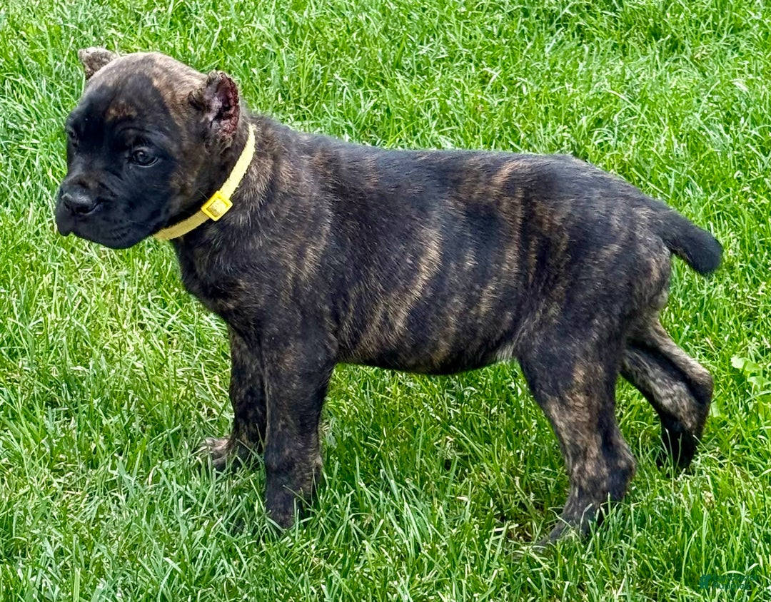 Cane Corso dogs for sale: Bridget - Image 8