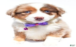 Miniature Australian Shepherd dogs for sale: Jane - Image 9