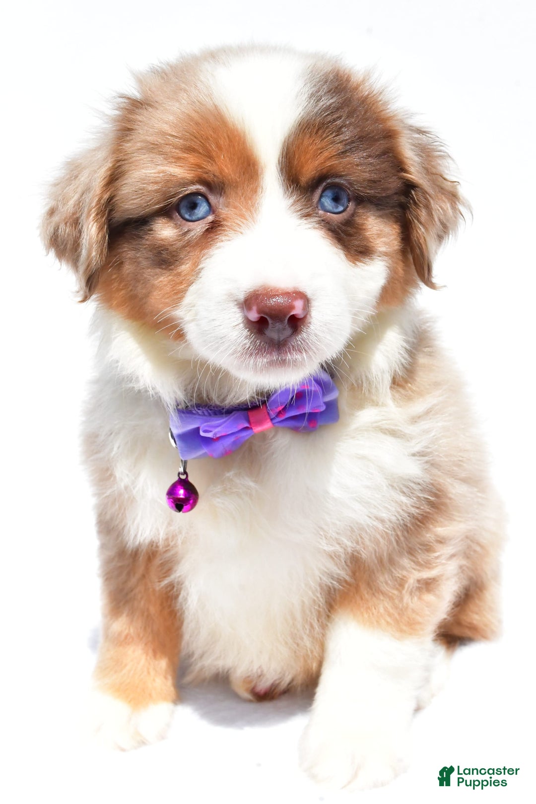 Miniature Australian Shepherd dogs for sale: Jane - Image 9