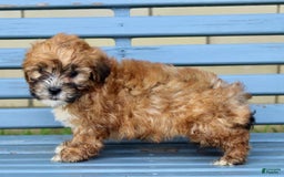 Shihpoo dogs for sale: Jasper - Image 4