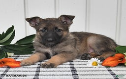 German Shepherd dogs for sale: Kayla - Image 3