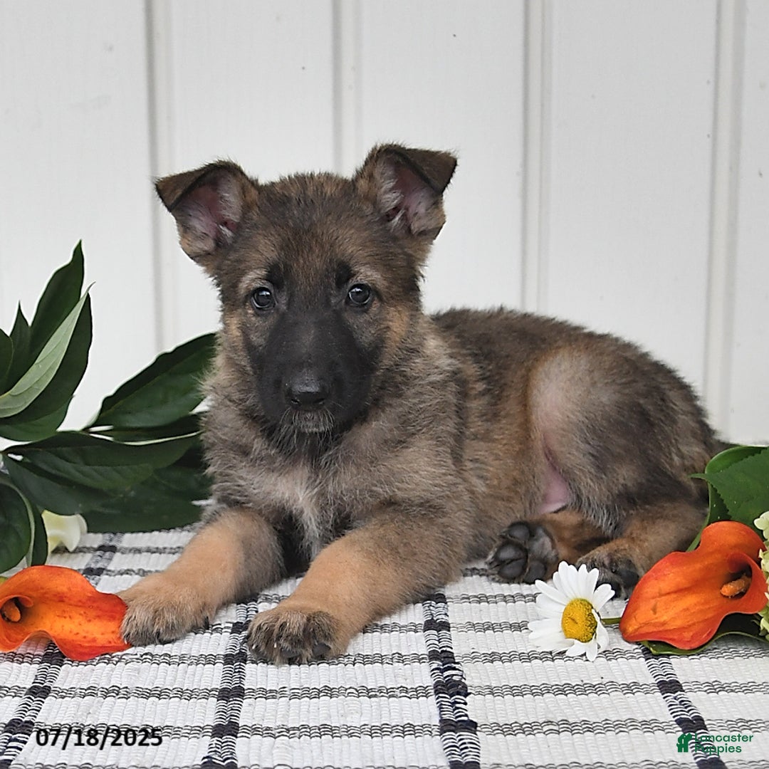 German Shepherd dogs for sale: Kayla - Image 3