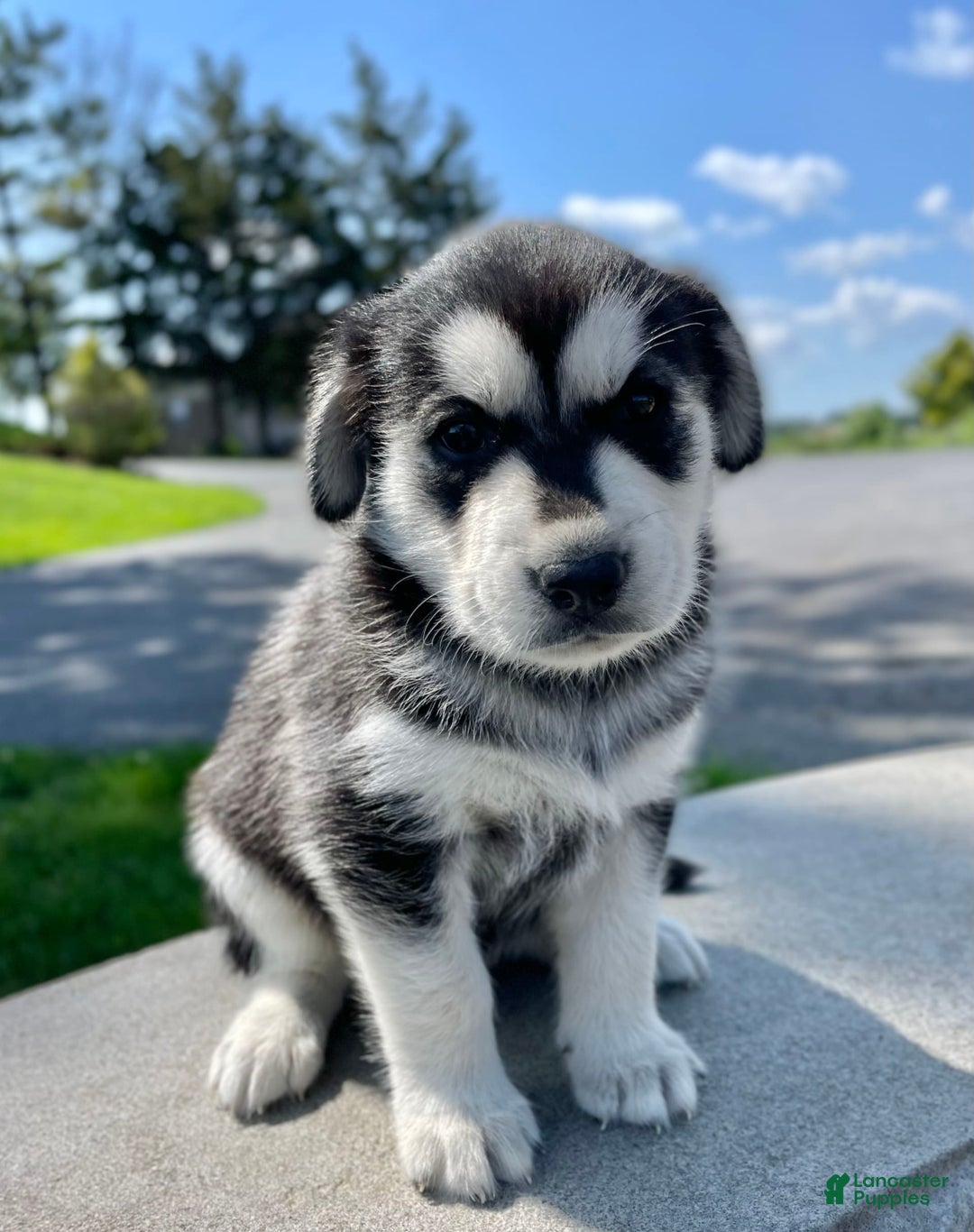 Goberian dogs for sale: Glacier - Image 1