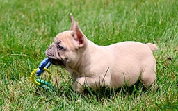 French Bulldog dogs for sale: Emma - Image 4