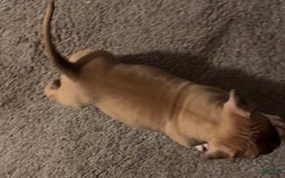American Bully dogs for sale: Chase - Image 7