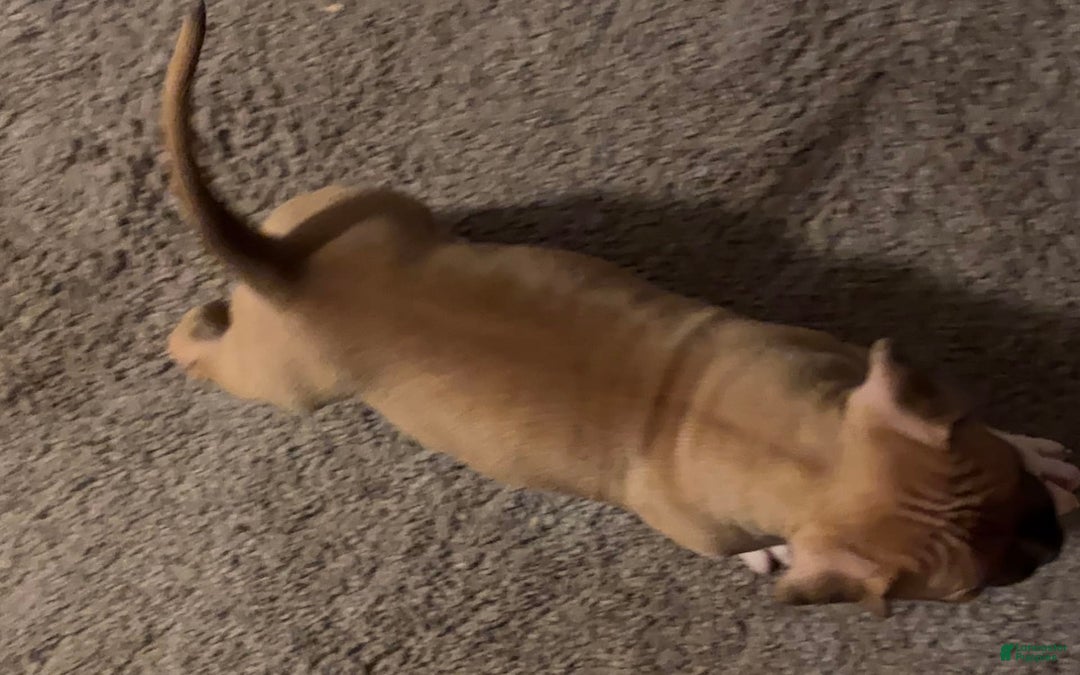 American Bully dogs for sale: Chase - Image 7