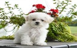 Bichon Frise dogs for sale: Paisley - Image 2