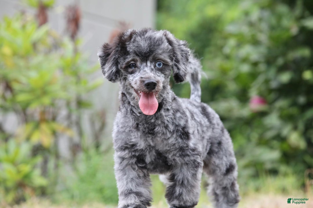 Havapoo dogs for sale: Poppy - Image 6