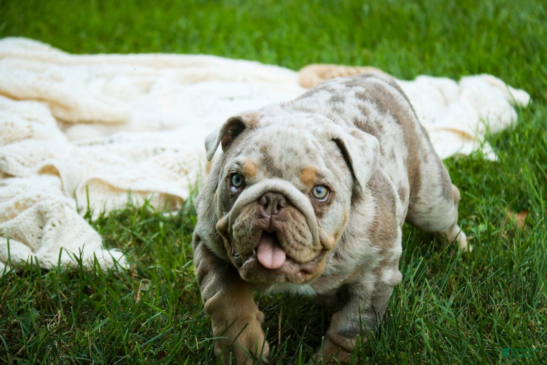 English Bulldog dogs for sale: Turbo - Image 5