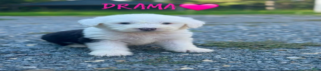 Drama