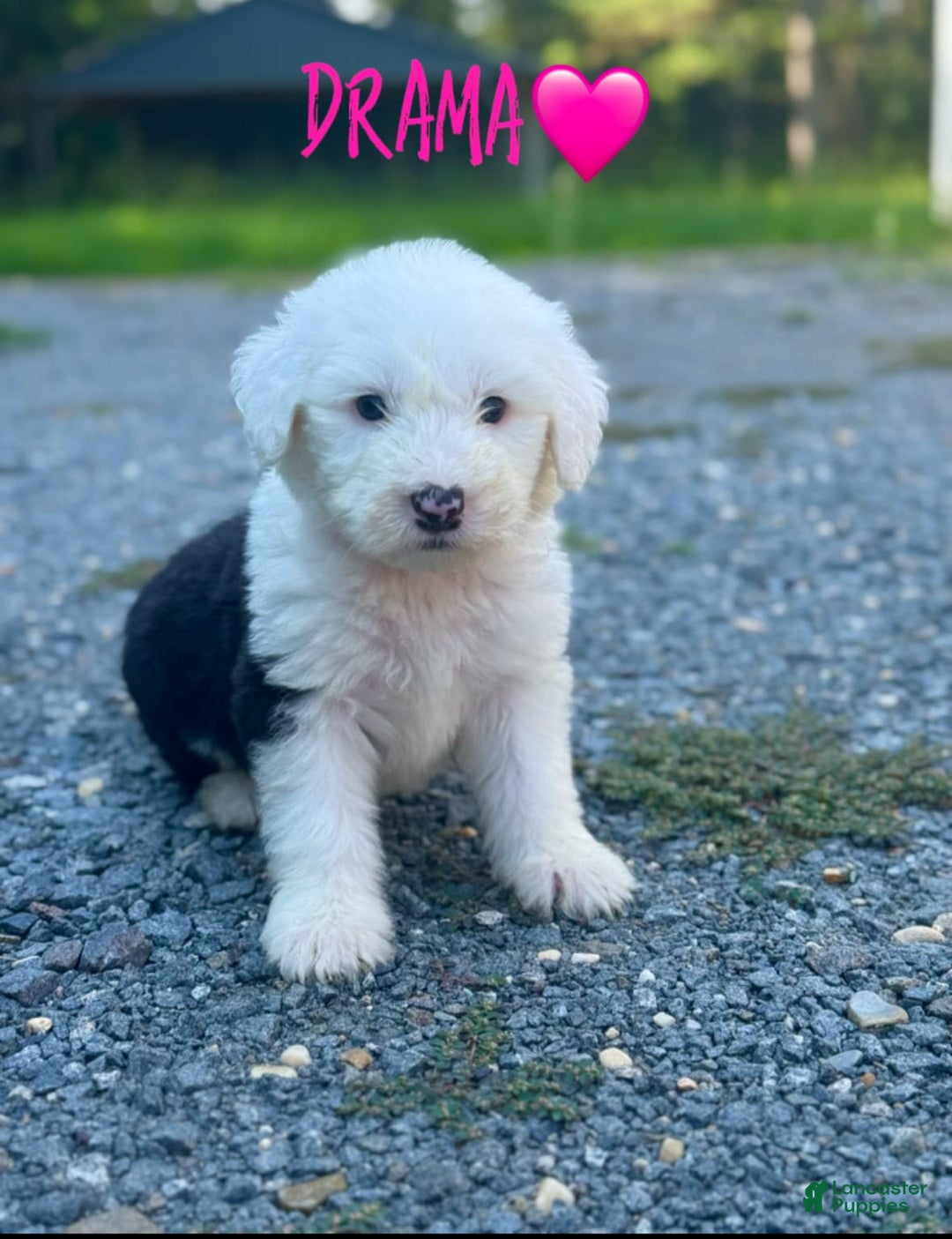 Old English Sheepdog dogs for sale: Drama - Image 1