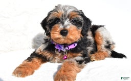 Mini Aussiedoodle dogs for sale: Elsie - Image 7
