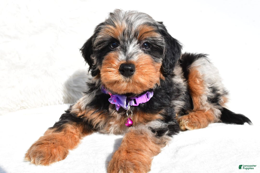 Mini Aussiedoodle dogs for sale: Elsie - Image 7