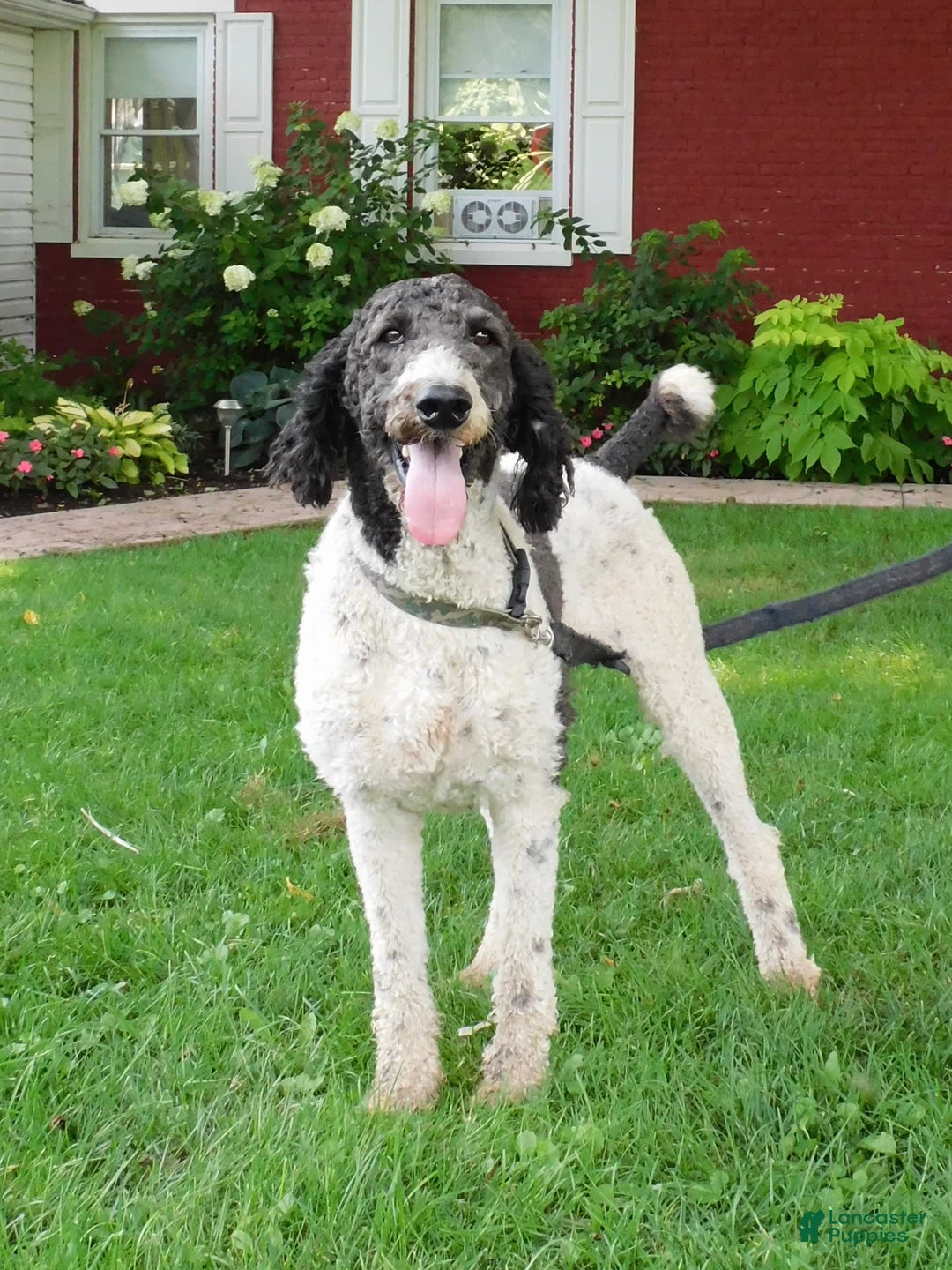 Standard Poodle dogs for sale: Max - Image 4