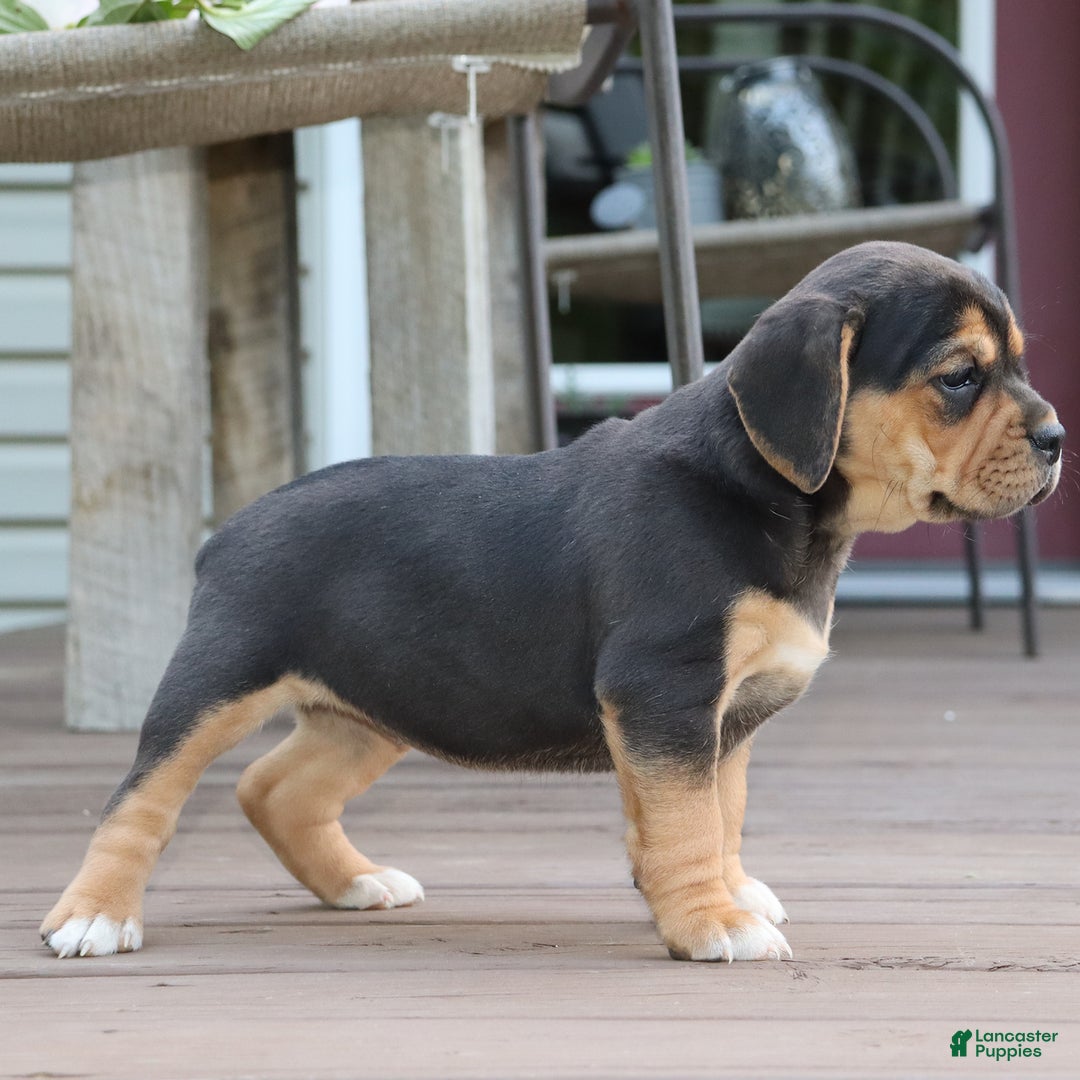 Beabull dogs for sale: Hope - Image 7