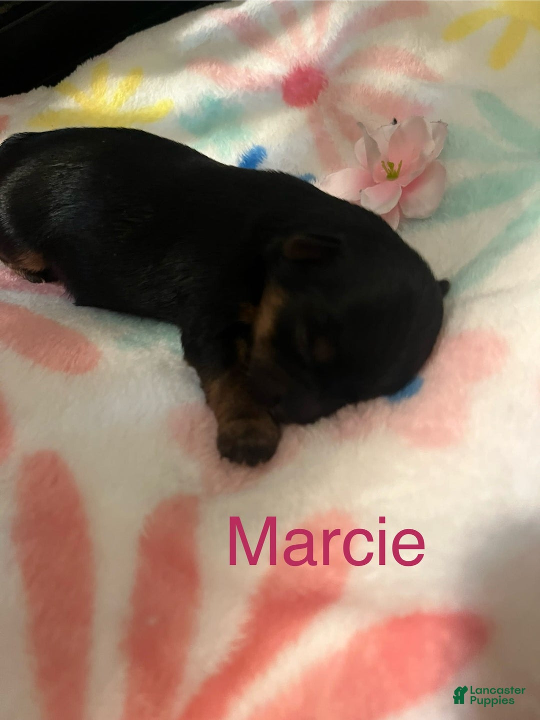 Yorkshire Terrier dogs for sale: Marcie - Image 3