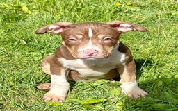 American Bully dogs for sale: Brookie - Image 5