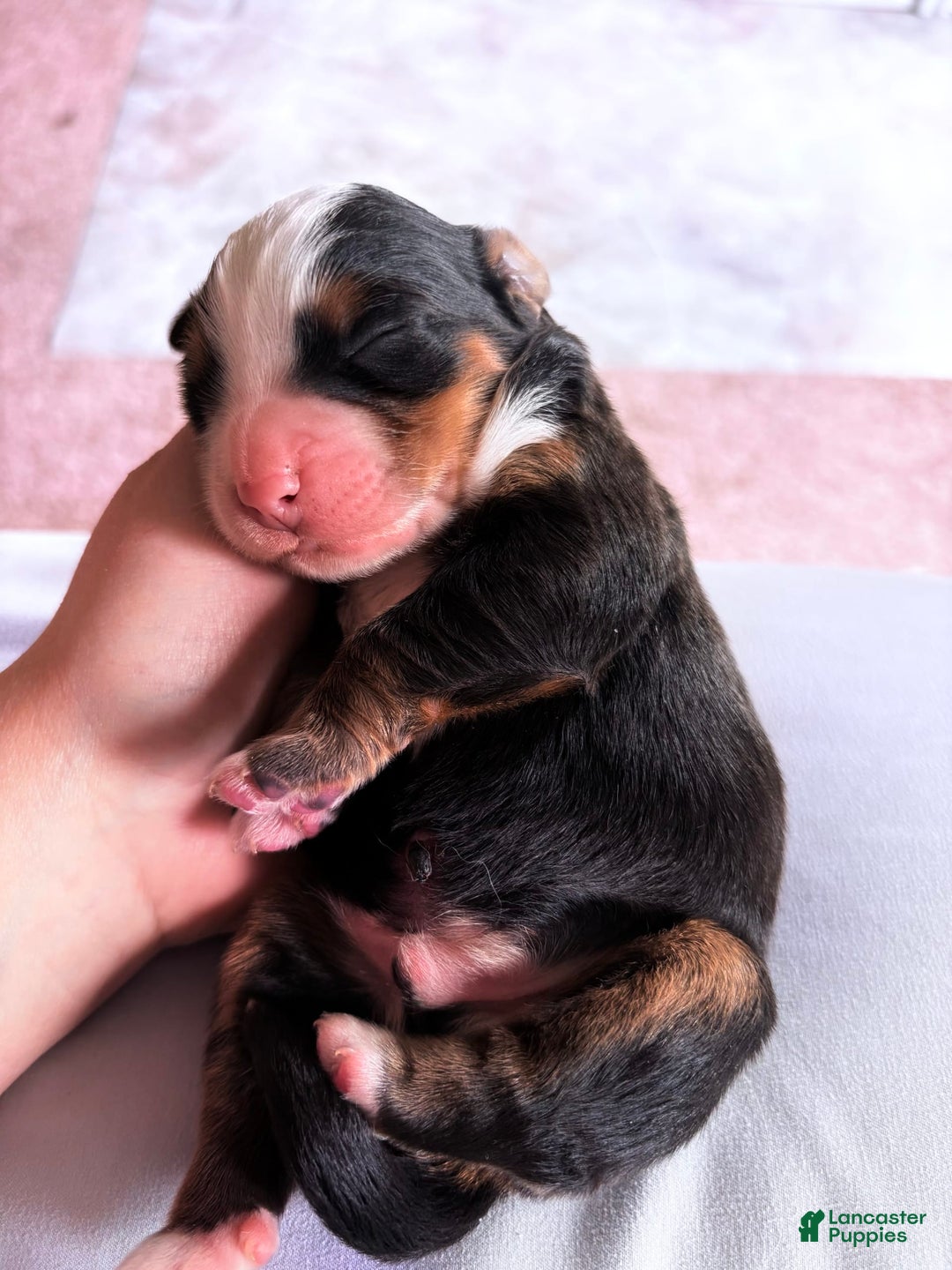 Bernese Mountain Dog dogs for sale: Jack - Image 1