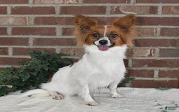 Papillon dogs for sale: Chico - Image 21