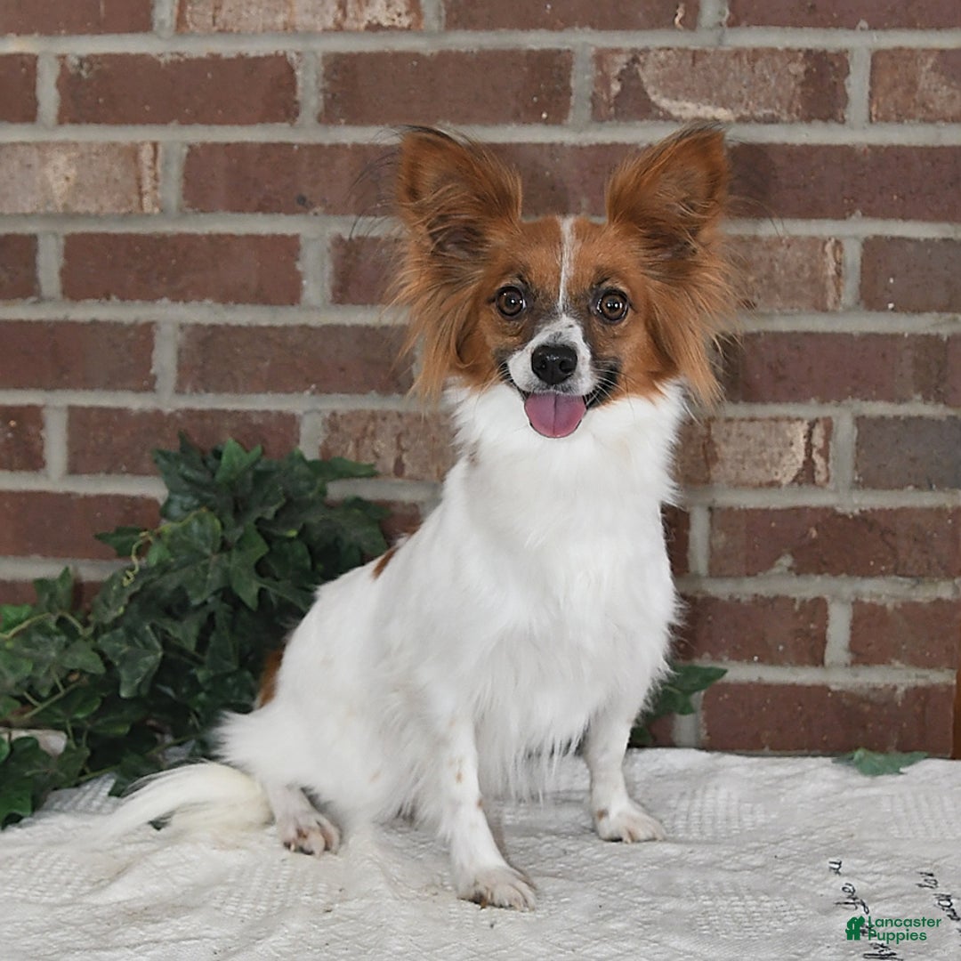 Papillon dogs for sale: Chico - Image 21