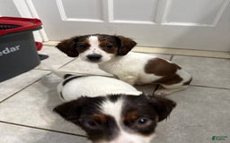 Jack Russell Terrier dogs for sale: Mocha - Image 3